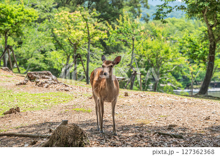 奈良公園の鹿（メス）　浅茅ケ原園地 127362368