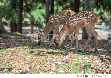 奈良公園の子鹿　浅茅ケ原園地 127362369