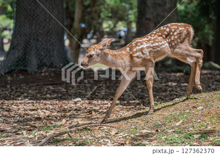 奈良公園の子鹿　浅茅ケ原園地 127362370