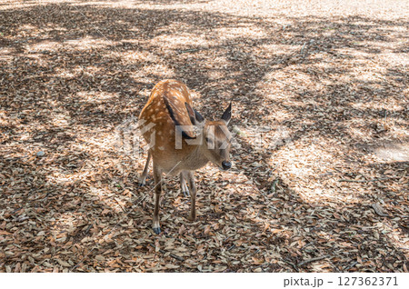 奈良公園の鹿(メス) 浅茅ケ原園地 奈良公園の鹿(メス) 浅茅ケ原園地 127362371