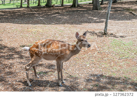 奈良公園の鹿(メス) 浅茅ケ原園地 奈良公園の鹿(メス) 浅茅ケ原園地 127362372