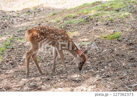 子鹿 奈良市奈良公園 子鹿 奈良市奈良公園 127362373