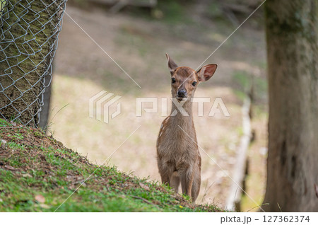 子鹿　奈良市奈良公園 127362374