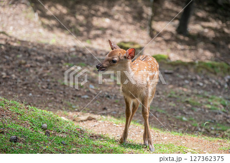 子鹿　奈良市奈良公園 127362375