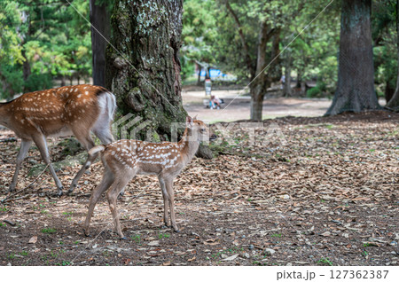 奈良公園の子鹿　浅茅ケ原園地 127362387
