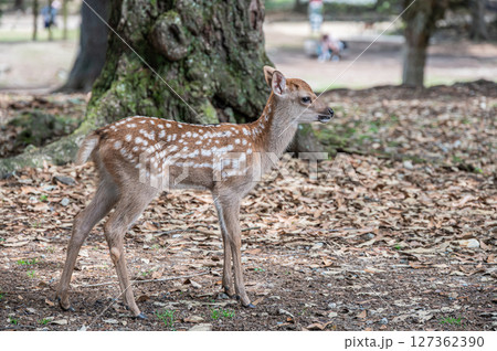 奈良公園の子鹿　浅茅ケ原園地 127362390