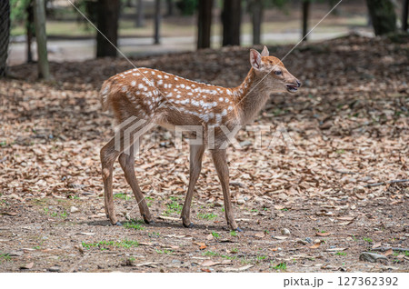 奈良公園の子鹿 浅茅ケ原園地 奈良公園の子鹿 浅茅ケ原園地 127362392