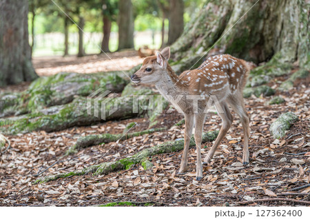 奈良公園の子鹿　浅茅ケ原園地 127362400