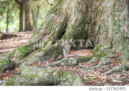 大木の根元でくつろぐ子鹿　奈良市奈良公園 127362403