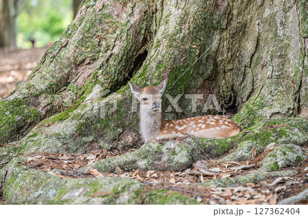 大木の根元でくつろぐ子鹿 奈良市奈良公園 大木の根元でくつろぐ子鹿 奈良市奈良公園 127362404
