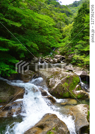 屋久島 白谷雲水峡 屋久島 白谷雲水峡 127362456