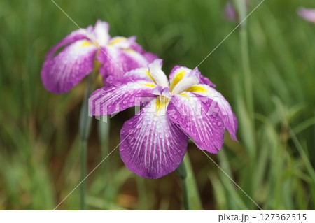 朝の雨に濡れる花菖蒲 朝の雨に濡れる花菖蒲 127362515