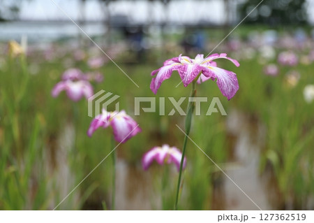 雨に濡れる小岩菖蒲園の花菖蒲 雨に濡れる小岩菖蒲園の花菖蒲 127362519