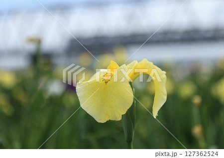 菖蒲園の黄色い花菖蒲が綺麗に咲きました 菖蒲園の黄色い花菖蒲が綺麗に咲きました 127362524