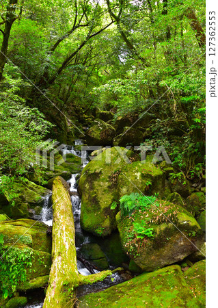 屋久島　白谷雲水峡 127362553