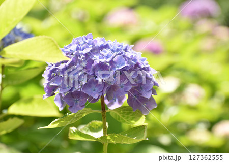 爽やかな緑に映える紫色のアジサイ 127362555