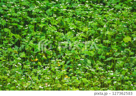 咲き始めたソバの花　松本市 127362583