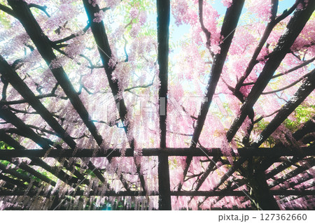カラフルな藤の花,colorful wisteria flowers 127362660