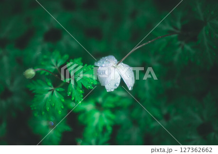 濡れたイチリンソウの花,Wet white flower 濡れたイチリンソウの花,Wet white flower 127362662