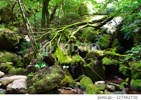 屋久島　白谷雲水峡 127362716