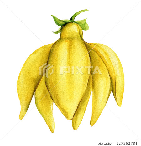 Front View Ylang Ylang Watercolor Flower with Round Yellow Petals Botanical Exotic Element Aromatherapy Natural Cosmetic Design Front View Ylang Ylang Watercolor Flower with Round Yellow Petals Botanical Exotic Element Aromatherapy Natural Cosmetic Design 127362781