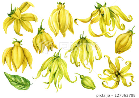 Ylang Ylang Watercolor Set with Tropical Flowers Leaves Buds and Petals Botanical Clipart for Natural Spa Perfume 127362789