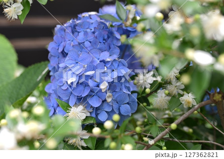 白く可愛らしい清楚な花のギンバイカと青いアジサイ 白く可愛らしい清楚な花のギンバイカと青いアジサイ 127362821
