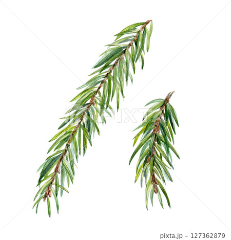Evergreen fir branch set, detailed green needles, hand painted watercolor isolated on white. Perfect for holiday design, eco branding, packaging, stationery, winter decor, organic cosmetics, greeting Evergreen fir branch set, detailed green needles, hand painted watercolor isolated on white. Perfect for holiday design, eco branding, packaging, stationery, winter decor, organic cosmetics, greeting 127362879