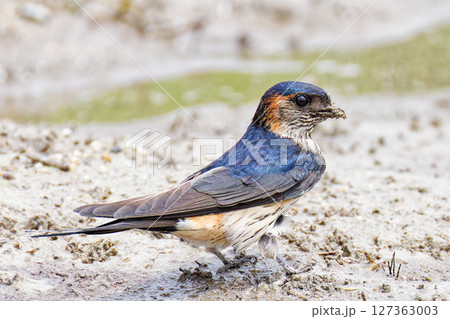 田んぼで泥を集めるコシアカツバメ 127363003