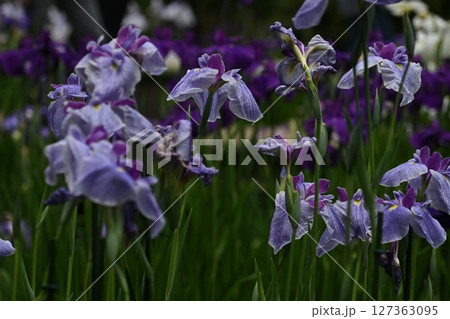空に向かって羽ばたくようにも見える花びらが美しいハナショウブ 127363095