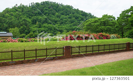 咲きそろった東沢バラ公園　山形県　 127363501