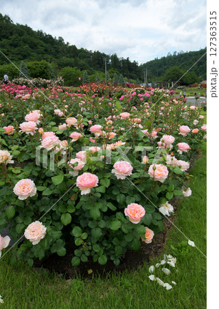 美しい薔薇咲き誇る　東沢バラ公園　山形県　 127363515