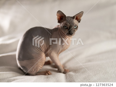 Portrait of sphinx cat on white background Portrait of sphinx cat on white background 127363524