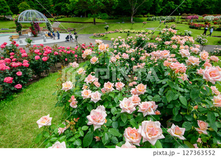 美しいピンクの薔薇咲く 東沢バラ公園 山形県 美しいピンクの薔薇咲く 東沢バラ公園 山形県 127363552