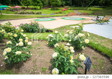 満開のバラ園 東沢バラ公園 山形県 満開のバラ園 東沢バラ公園 山形県 127363590