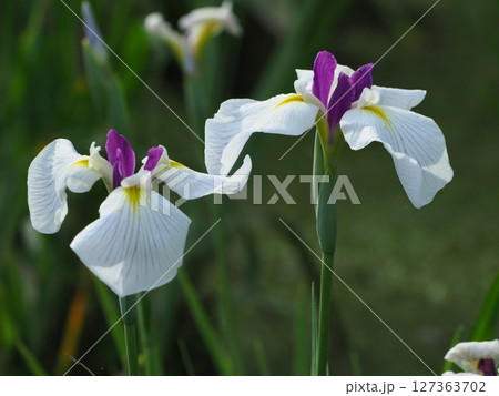 白い花菖蒲 127363702