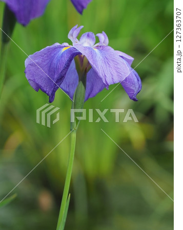 青い花菖蒲 127363707