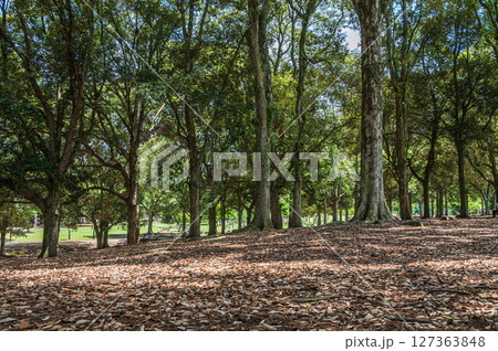 奈良公園浅茅ケ原園地 奈良公園浅茅ケ原園地 127363848