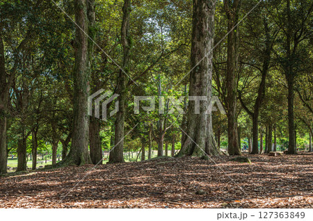 奈良公園浅茅ケ原園地 奈良公園浅茅ケ原園地 127363849