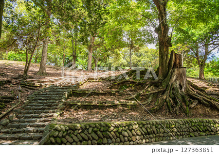 奈良公園浅茅ケ原園地 奈良公園浅茅ケ原園地 127363851
