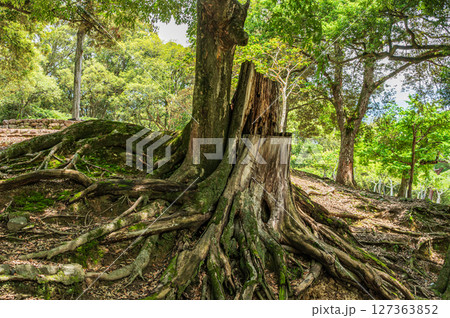 奈良公園浅茅ケ原園地　 127363852