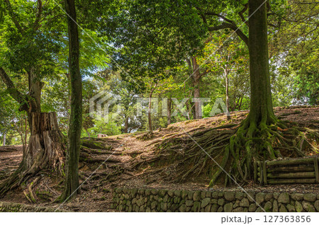 奈良公園浅茅ケ原園地　 127363856