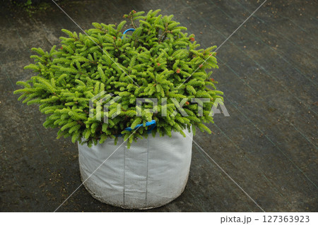 Dense evergreen spruce tree in nursery with foliage in special pot for plant for sale. Outdoors. Gardening. Small business. 127363923