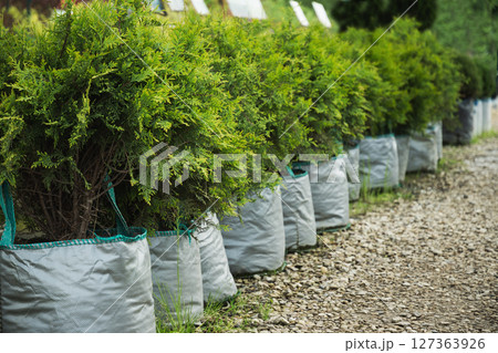 Dense big spruce trees in nursery with lush foliage in special pot for plant for sale. Outdoors. Gardening. Small business. 127363926