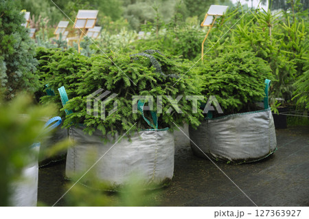 Dense big spruce trees in nursery with lush foliage in special pot for plant for sale. Outdoors. Gardening. Small business. 127363927
