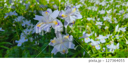 シャガの花 シャガの花 127364055
