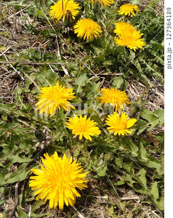 野に咲く草花_たんぽぽ4月2日 野に咲く草花_たんぽぽ4月2日 127364189