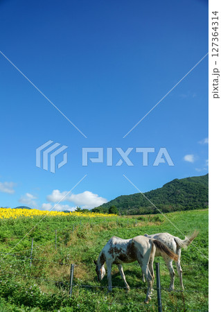 高原の向日葵畑と牧場でくつろぐ白馬。岡山県真庭市「蒜山高原・蒜山ジャージーランド」 127364314