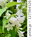 シロバナタニウツギ 127364326