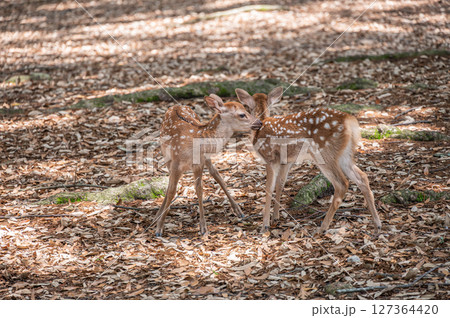 子鹿　奈良公園浅茅ケ原園地 127364420